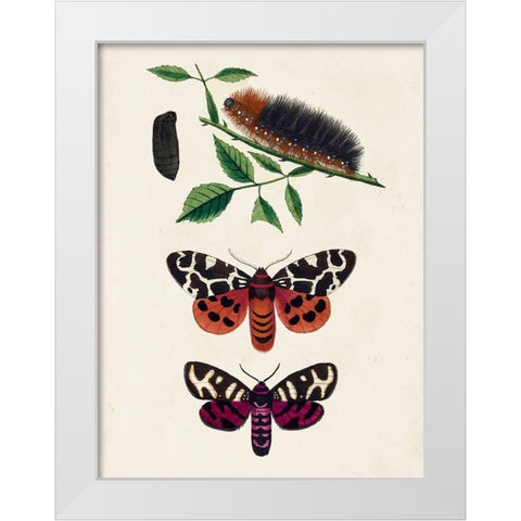 Caterpillar and Moth V White Modern Wood Framed Art Print by Unknown