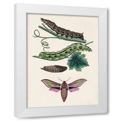Caterpillar and Moth VI White Modern Wood Framed Art Print by Unknown