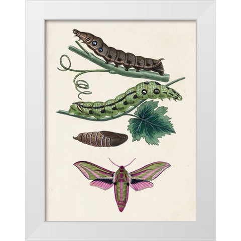 Caterpillar and Moth VI White Modern Wood Framed Art Print by Unknown