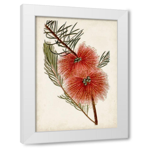 Bottle Brush Flower I White Modern Wood Framed Art Print by Miller, John