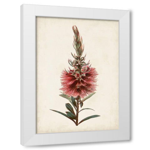 Bottle Brush Flower II White Modern Wood Framed Art Print by Miller, John