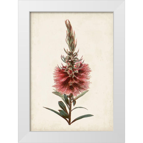 Bottle Brush Flower II White Modern Wood Framed Art Print by Miller, John