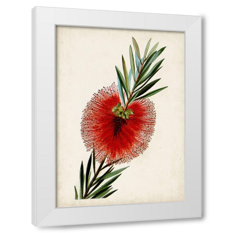 Bottle Brush Flower III White Modern Wood Framed Art Print by Miller, John