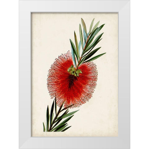 Bottle Brush Flower III White Modern Wood Framed Art Print by Miller, John