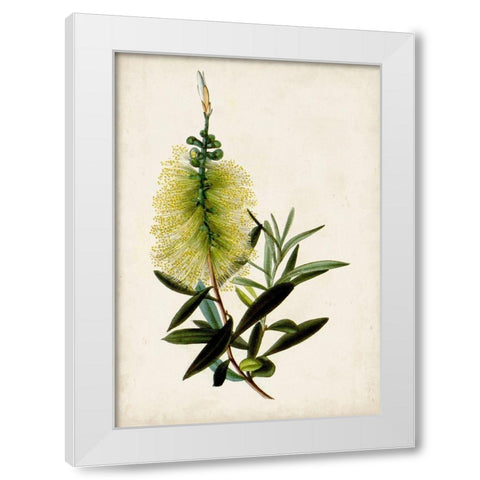 Bottle Brush Flower IV White Modern Wood Framed Art Print by Miller, John