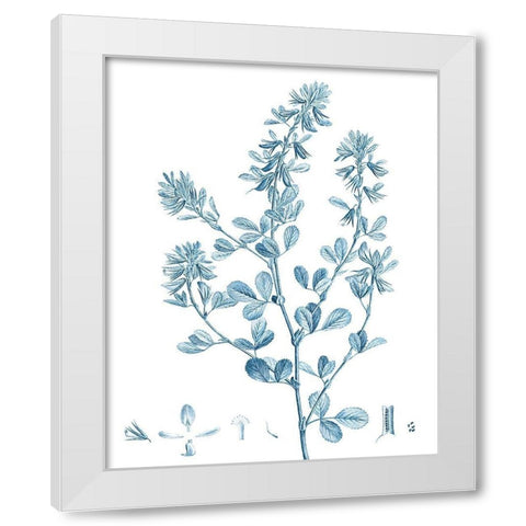 Antique Botanical in Blue VIII White Modern Wood Framed Art Print by Vision Studio