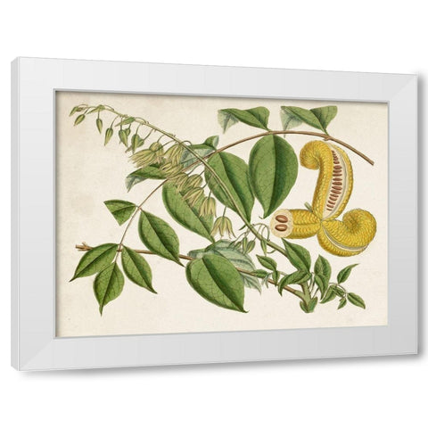 Tropical Foliage and Fruit I White Modern Wood Framed Art Print by Curtis