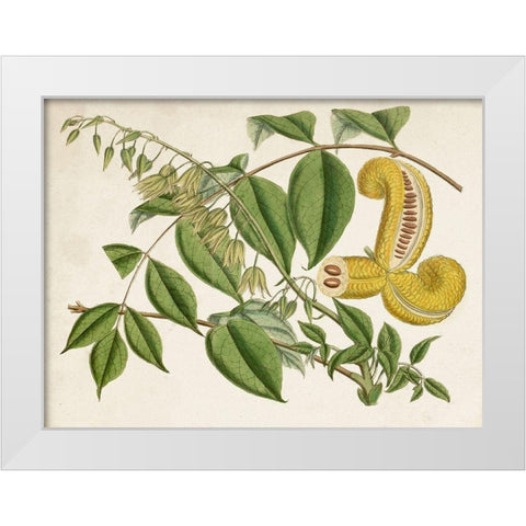 Tropical Foliage and Fruit I White Modern Wood Framed Art Print by Curtis