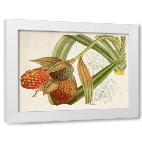 Tropical Foliage and Fruit III White Modern Wood Framed Art Print by Curtis