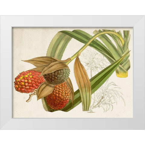 Tropical Foliage and Fruit III White Modern Wood Framed Art Print by Curtis