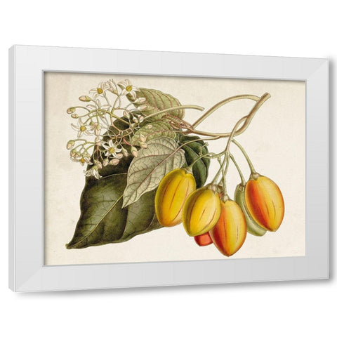 Tropical Foliage and Fruit IV White Modern Wood Framed Art Print by Curtis