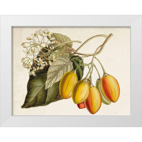 Tropical Foliage and Fruit IV White Modern Wood Framed Art Print by Curtis