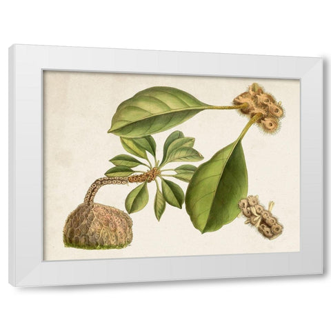Tropical Foliage and Fruit V White Modern Wood Framed Art Print by Curtis