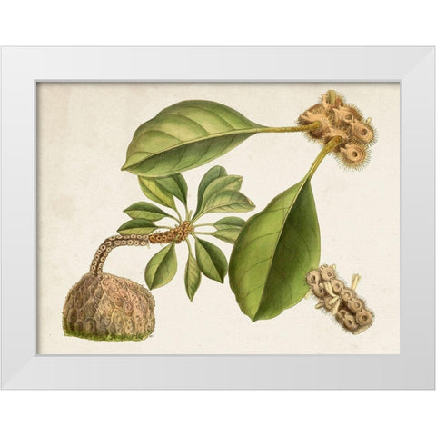 Tropical Foliage and Fruit V White Modern Wood Framed Art Print by Curtis