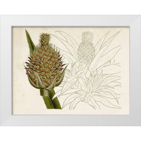 Tropical Foliage and Fruit VI White Modern Wood Framed Art Print by Curtis