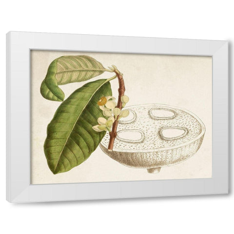 Tropical Foliage and Fruit VII White Modern Wood Framed Art Print by Curtis