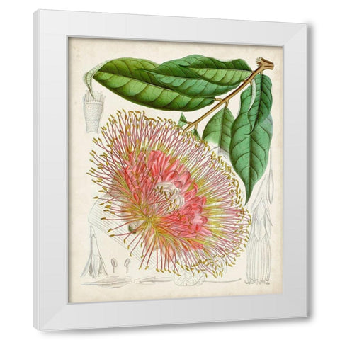 Delicate Tropicals IV White Modern Wood Framed Art Print by Curtis