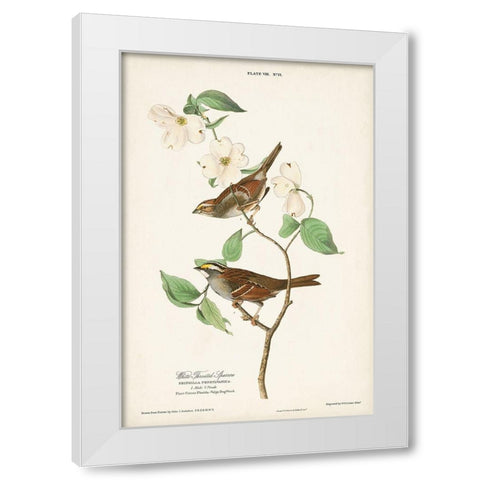 Pl.8 White-throated Sparrow White Modern Wood Framed Art Print by Audubon, John James
