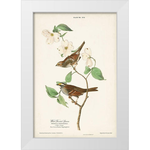 Pl.8 White-throated Sparrow White Modern Wood Framed Art Print by Audubon, John James