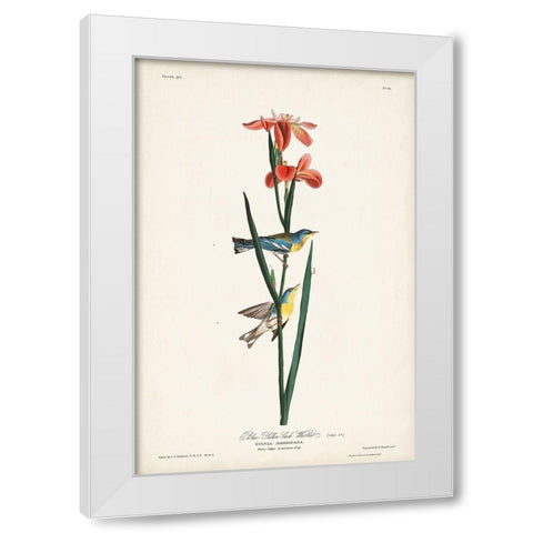 Pl. 15 Blue Yellow-back Warbler White Modern Wood Framed Art Print by Audubon, John James