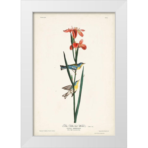 Pl. 15 Blue Yellow-back Warbler White Modern Wood Framed Art Print by Audubon, John James