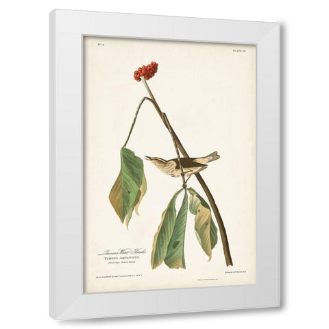 Pl. 19 Louisiana Water Thrush White Modern Wood Framed Art Print by Audubon, John James