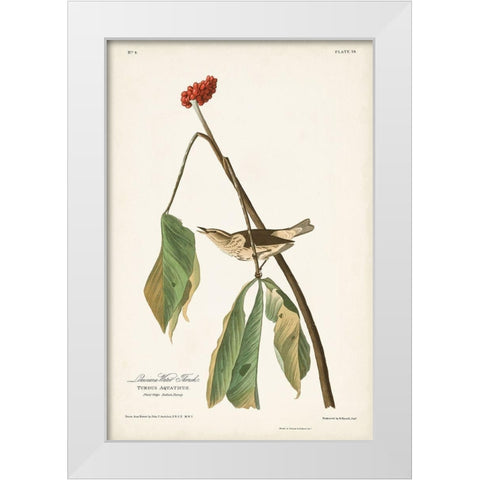 Pl. 19 Louisiana Water Thrush White Modern Wood Framed Art Print by Audubon, John James