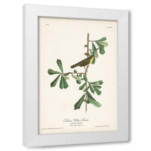Pl. 24 Roscoes Yellow Throat White Modern Wood Framed Art Print by Audubon, John James