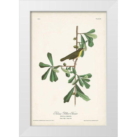 Pl. 24 Roscoes Yellow Throat White Modern Wood Framed Art Print by Audubon, John James