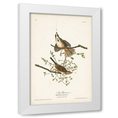 Pl. 25 Song Sparrow White Modern Wood Framed Art Print by Audubon, John James