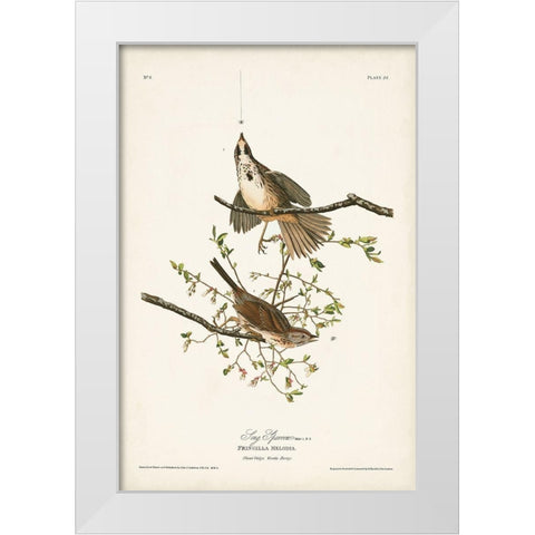 Pl. 25 Song Sparrow White Modern Wood Framed Art Print by Audubon, John James