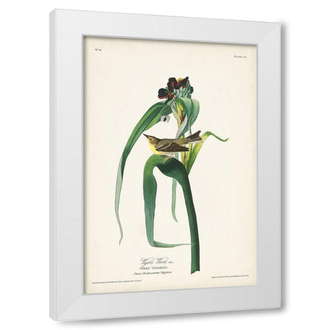 Pl. 30 Vigors Vireo White Modern Wood Framed Art Print by Audubon, John James