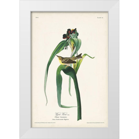 Pl. 30 Vigors Vireo White Modern Wood Framed Art Print by Audubon, John James