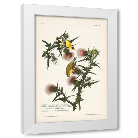 Pl. 33 American Gold Finch White Modern Wood Framed Art Print by Audubon, John James
