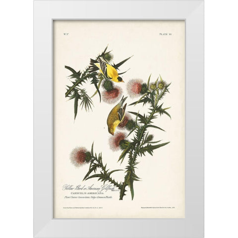 Pl. 33 American Gold Finch White Modern Wood Framed Art Print by Audubon, John James