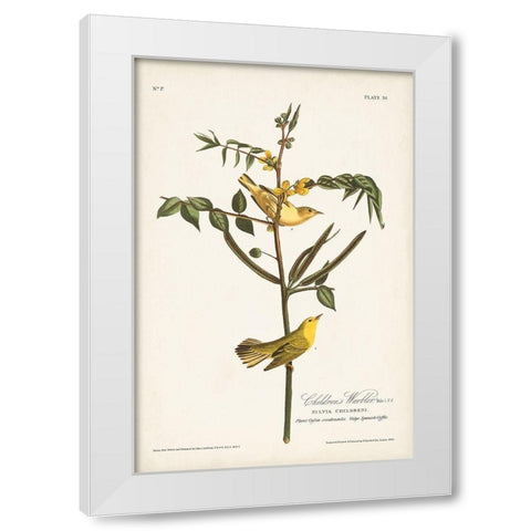 Pl. 35 Childrens Warbler White Modern Wood Framed Art Print by Audubon, John James