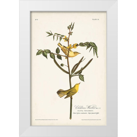 Pl. 35 Childrens Warbler White Modern Wood Framed Art Print by Audubon, John James