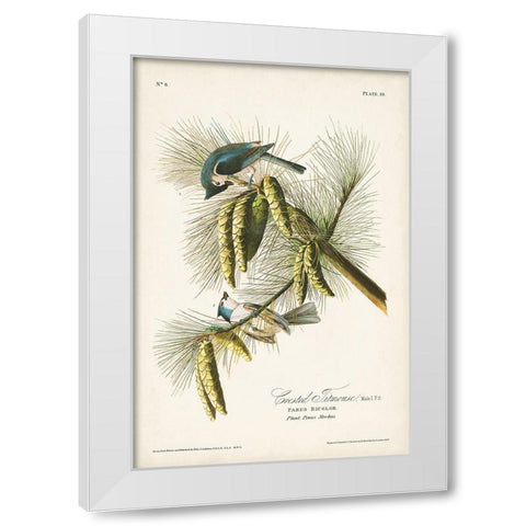 Pl. 39 Crested Titmouse White Modern Wood Framed Art Print by Audubon, John James