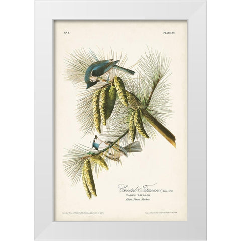 Pl. 39 Crested Titmouse White Modern Wood Framed Art Print by Audubon, John James