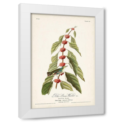 Pl. 49 Blue- Green Warbler White Modern Wood Framed Art Print by Audubon, John James