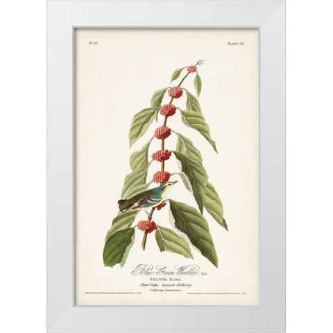 Pl. 49 Blue- Green Warbler White Modern Wood Framed Art Print by Audubon, John James