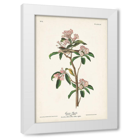 Pl. 55 Cuviers Regulus White Modern Wood Framed Art Print by Audubon, John James