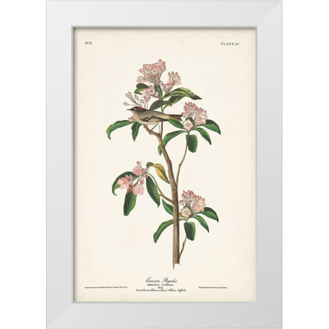 Pl. 55 Cuviers Regulus White Modern Wood Framed Art Print by Audubon, John James