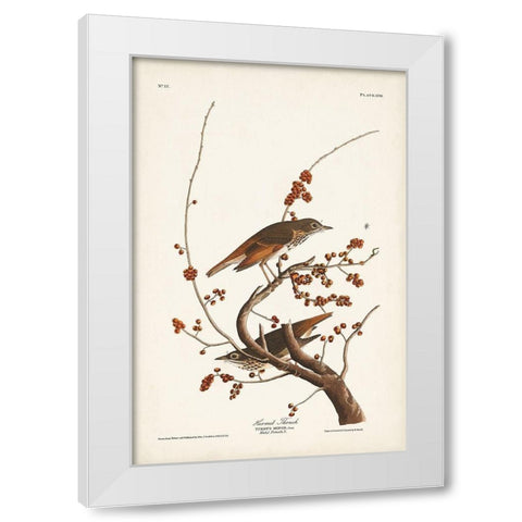 Pl. 58 Hermit Thrush White Modern Wood Framed Art Print by Audubon, John James