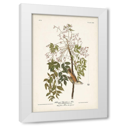 Pl. 63 White-eyed Flycatcher White Modern Wood Framed Art Print by Audubon, John James