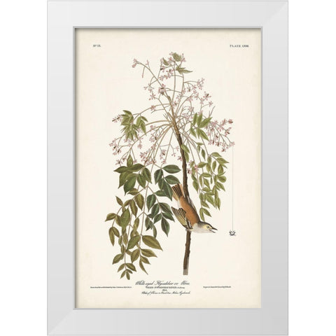 Pl. 63 White-eyed Flycatcher White Modern Wood Framed Art Print by Audubon, John James