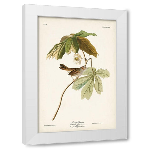 Pl. 64 Swamp Sparrow White Modern Wood Framed Art Print by Audubon, John James