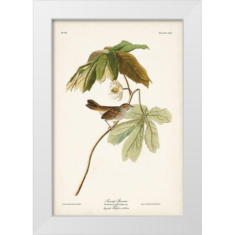 Pl. 64 Swamp Sparrow White Modern Wood Framed Art Print by Audubon, John James