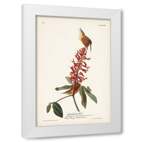 Pl. 78 Great Carolina Wren White Modern Wood Framed Art Print by Audubon, John James