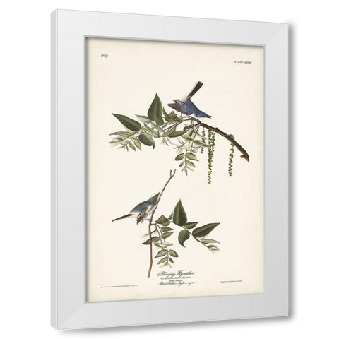 Pl. 84 Bluegrey Flycatcher White Modern Wood Framed Art Print by Audubon, John James